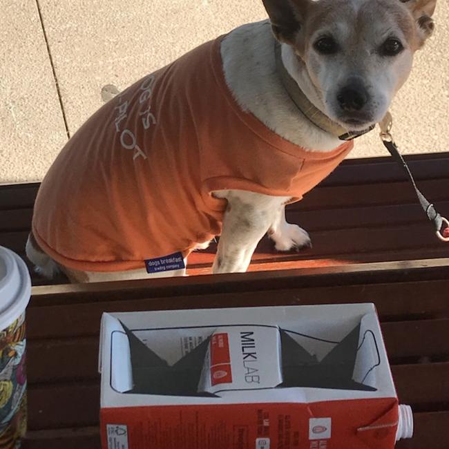 "Jack" the Jack Russell inspects one of Coddle's repurposed cup holders. Picture: Glen Norris