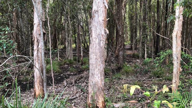 A bit of the bushland. Picture: Amanda Robbemond