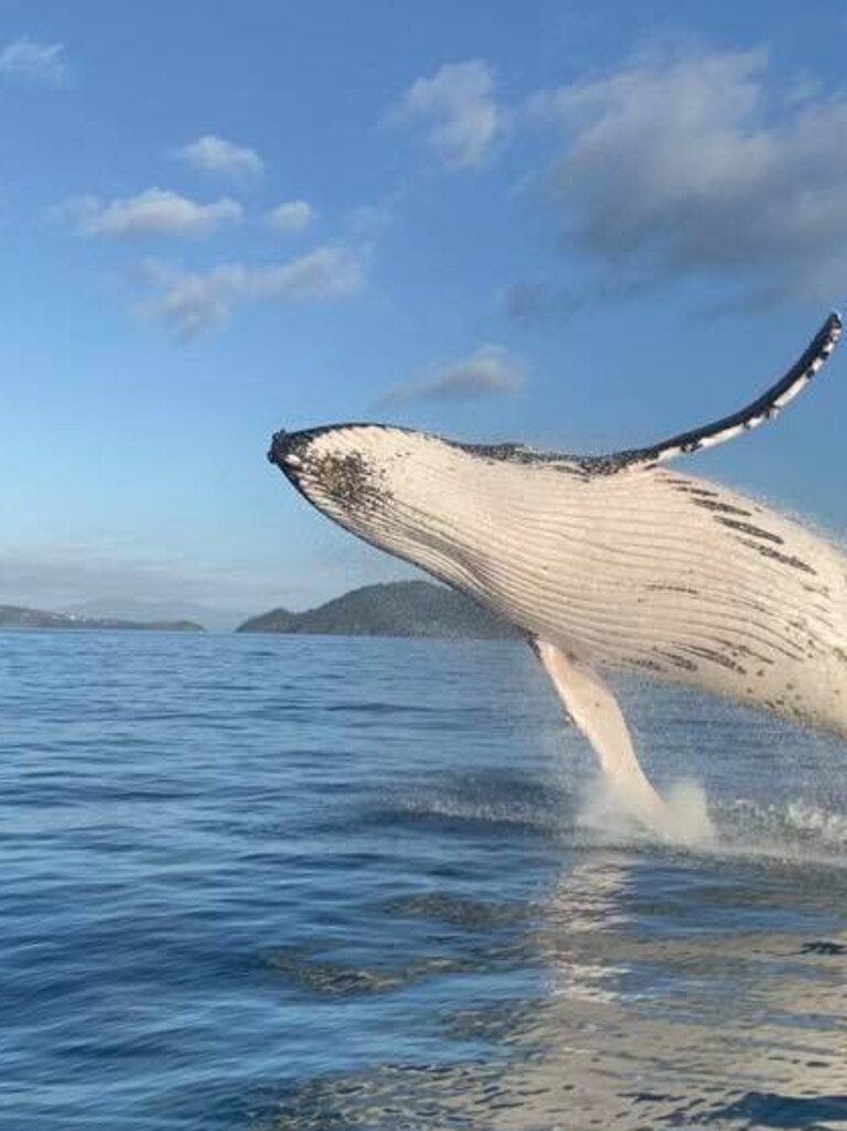 A huge humpback was spotted off Whitehaven Beach. Picture: Clancy Pilcher