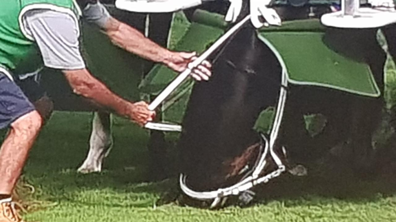 Ballistic Boy tries to burrow under the front of the gates before the start of the Shoot Out Quality at Eagle Farm. Picture: Supplied