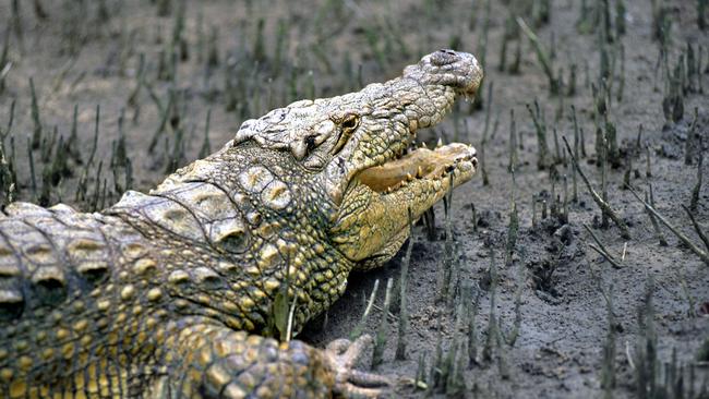 Nile crocodile on a mangrove mud bank in the estuary of the Greater St Lucia Wetlands Park game reserve in the Kwazulu-Natal province : � PicDavid/May South /African Tourism.