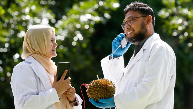 Research scientist Dr Mahbub Hassan and PhD. candidate Aklima Nasrin with a new superconductor developed so the sugars from food could one day charge your phone. The world’s smelliest fruit, Durian, is being used for one of the conductors. Picture: Tim Pascoe