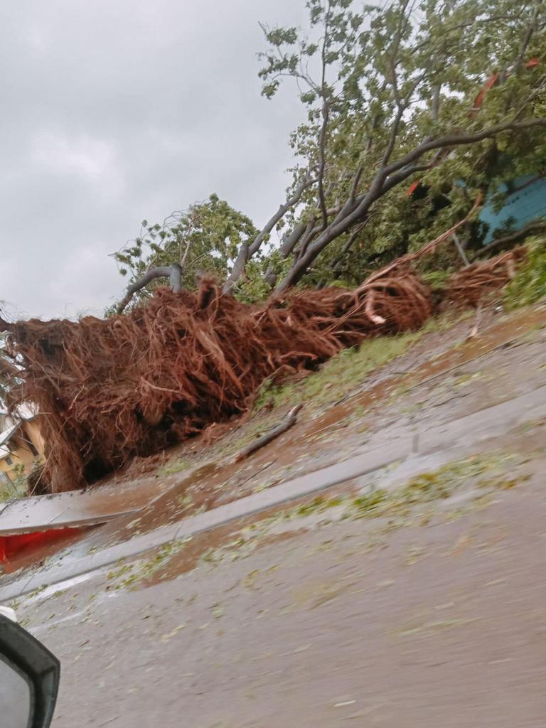 Trees have ripped from their ground. Picture: Arriki Aboriginal Corporation