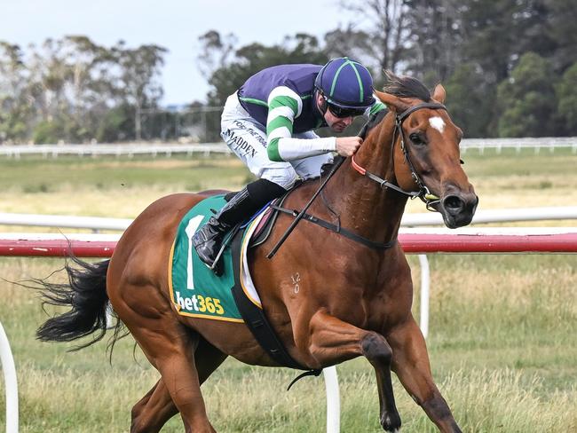 Major Share ridden by Tom Madden wins the Thornton Family Peter Blank Sprint at Terang Racecourse on January 01, 2025 in Terang, Australia. (Photo by Reg Ryan/Racing Photos via Getty Images)