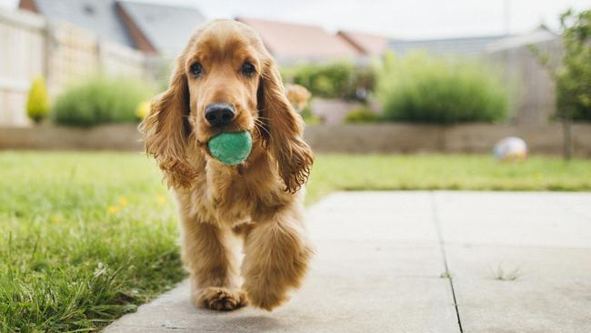 Never too old to chase a ball. Picture: iStock.