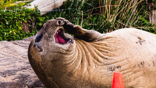 Neil the Seal at Clifton Beach Picture: Linda Higginson