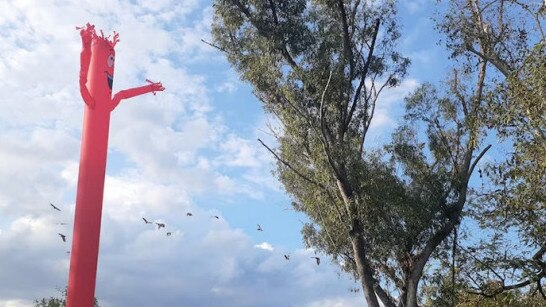 Wavy man management option used to address the flying fox issue in Collinsville. Photo: Contributed
