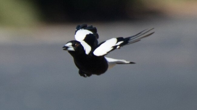 When the council receives information about aggressive magpies on council land, it also advises the Department of Environment and Science to log the information.