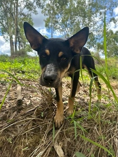 Bruce, a nine-month-old cross breed, is available for adoption through Remote Animal Assistance, FNQ branch.