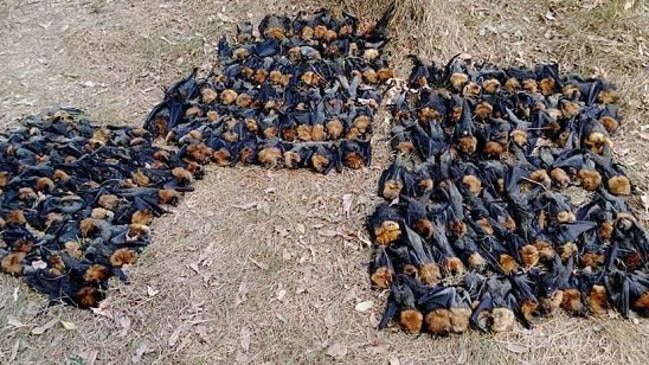 The animals died in their hundreds, possibly thousands, despite volunteers being able to save many. Picture: Facebook/Help Save the Wildlife and Bushlands in Campbelltown