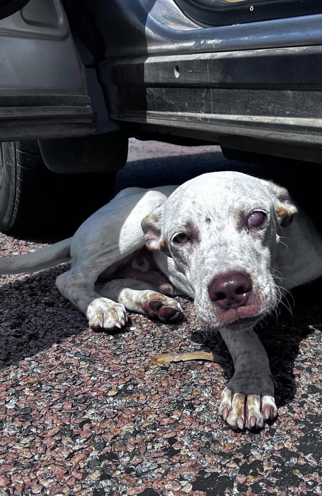 Hughie the dog, who was found under the picnic shelter at the White Mountains National Park rest stop.