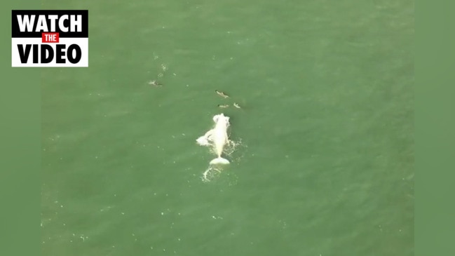 Rare white humpback whale spotted with offspring