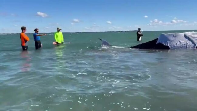 Stranded whale gets saved