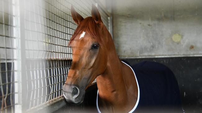 Who knew a racehorse would stir up xenophobia debates? Picture: AAP/Vince Caligiuri