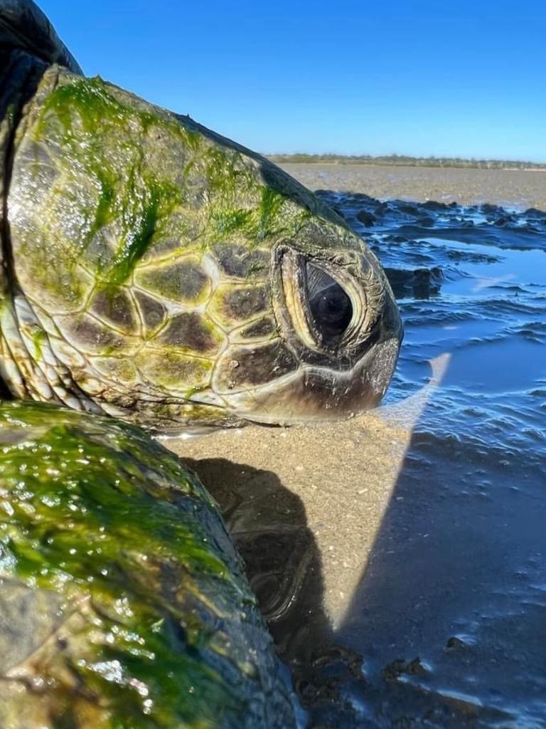 Extreme weather events have left the Fraser Coast turtle population in a precarious position.