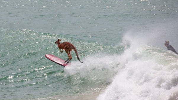 Australia can ride the green hydrogen wave, but it needs to take the plunge with projects, a report says. Picture: Getty Images