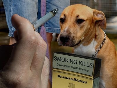 A stock image of a tan and white staffy.