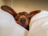 Interior design tricks to keep your pets happy