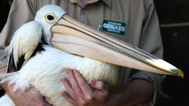 Currumbin Wildlife Sanctuary senior vet Michael Pyne with the pelican being treated for Botox poisoning. Photo: Steve Holland