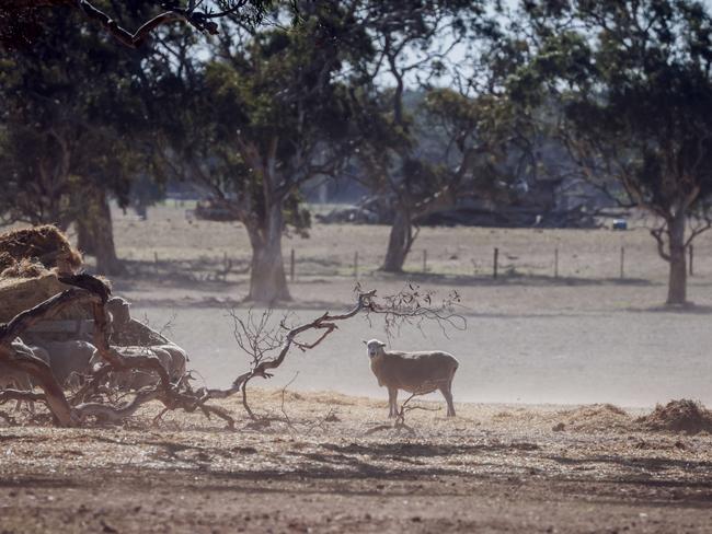 Scott Harlock and Claire Koch, on a drought hit farm at Bool Lagoon, near Penola in South Australia. Photos Nicole Cleary.