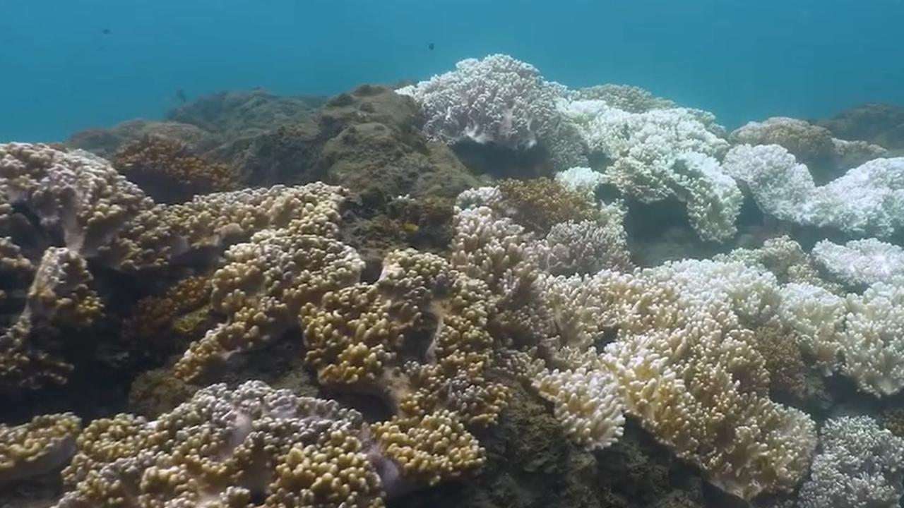 Cedric Robillot on futuristic science to save the Great Barrier Reef ...