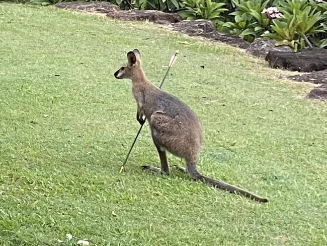 Wildlife supporters have been left horrified after a wallaby was impaled by an arrow on the Gold Coast. Picture: Crime Watch Now Gold Coast