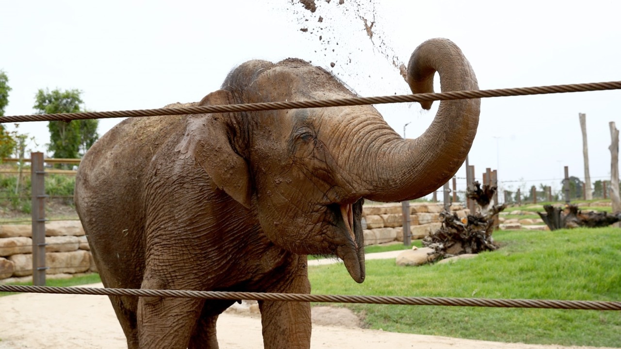 Sydney zoo welcomes new elephant, Saigon