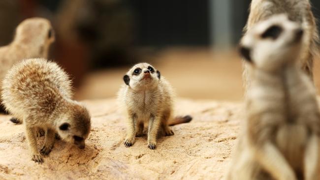 The baby meerkats hear that dinner’s on its way. Picture: Tim Hunter