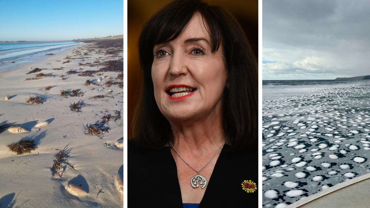 Minister’s dire warning about algal bloom