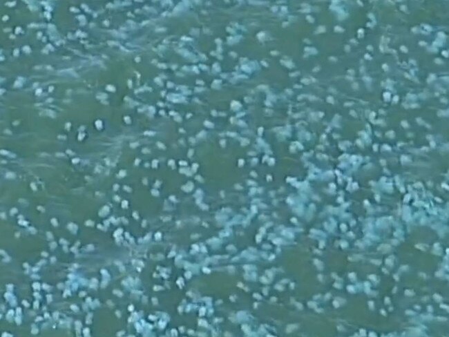 An aerial shot of the bloom of jellyfish off Bribie Island. Picture: ABC TV