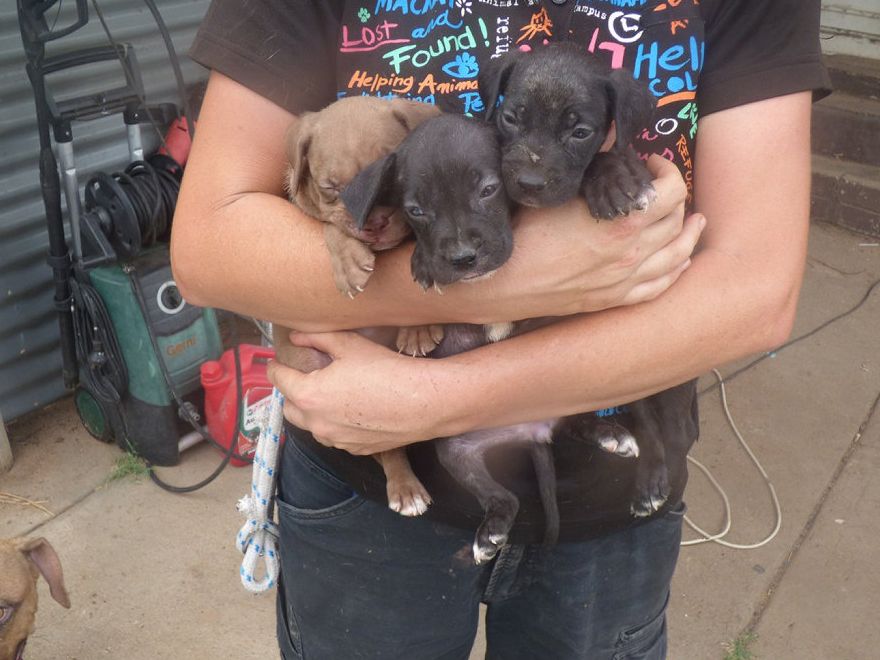 PUPPY FARM: Some of the dogs seized from a Glenarbon property where an alleged puppy farm was uncovered on Monday. Picture: RSPCA Queensland