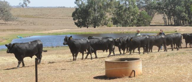 Irelands Angus bull sale, Kyeamba