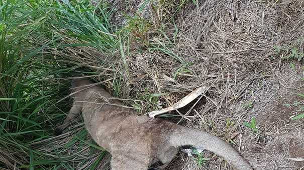 The kangaroo was left to die in pain on Clayton Rd.