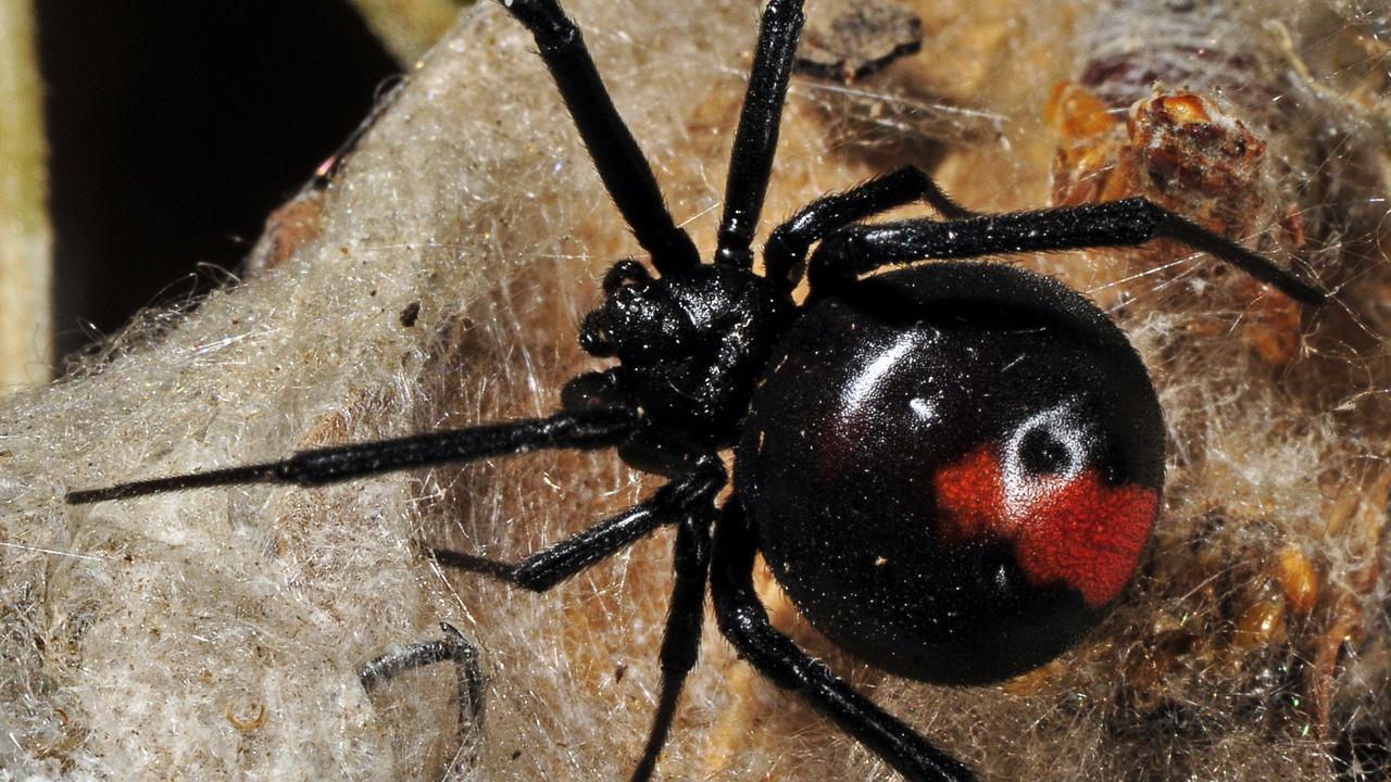 Way We Were: Queensland’s bizarre history of redback spider bite ...