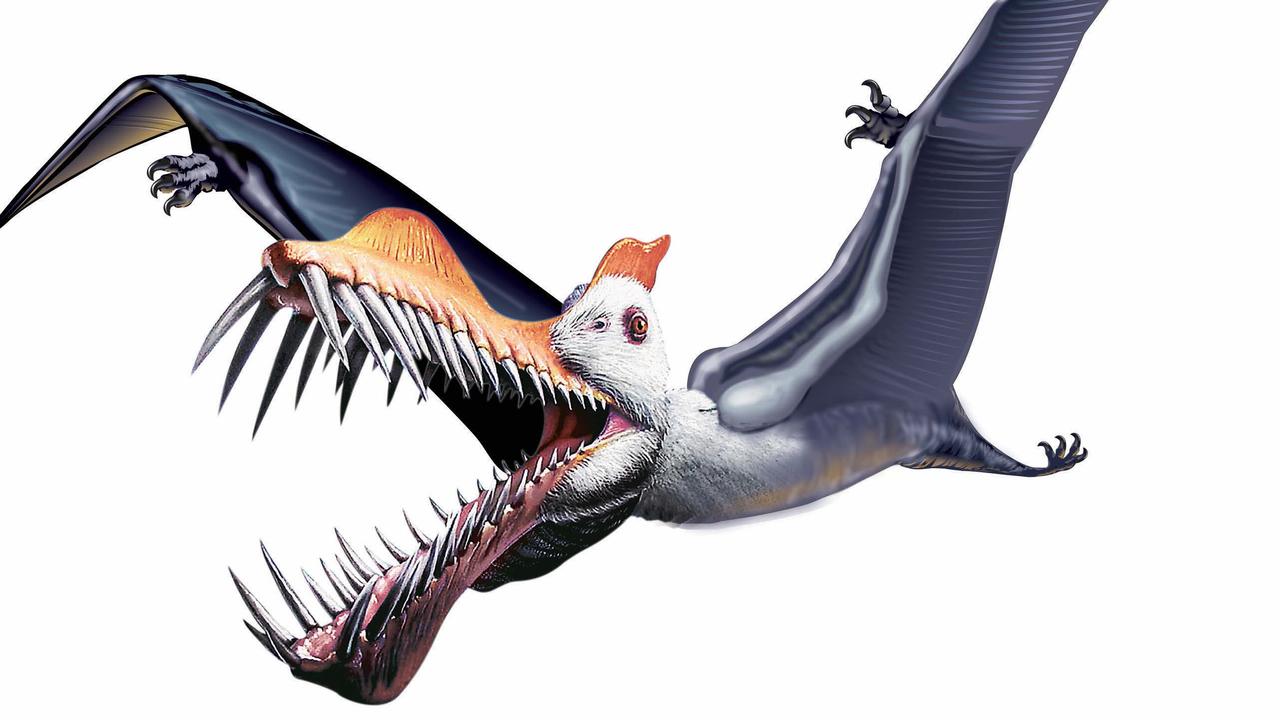 Artwork - artists impression of prehistoric flying reptile pterosaur dinosaur.