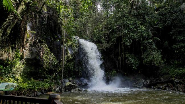 Curtis Falls in Tamborine National Park. Picture: Jerad Williams