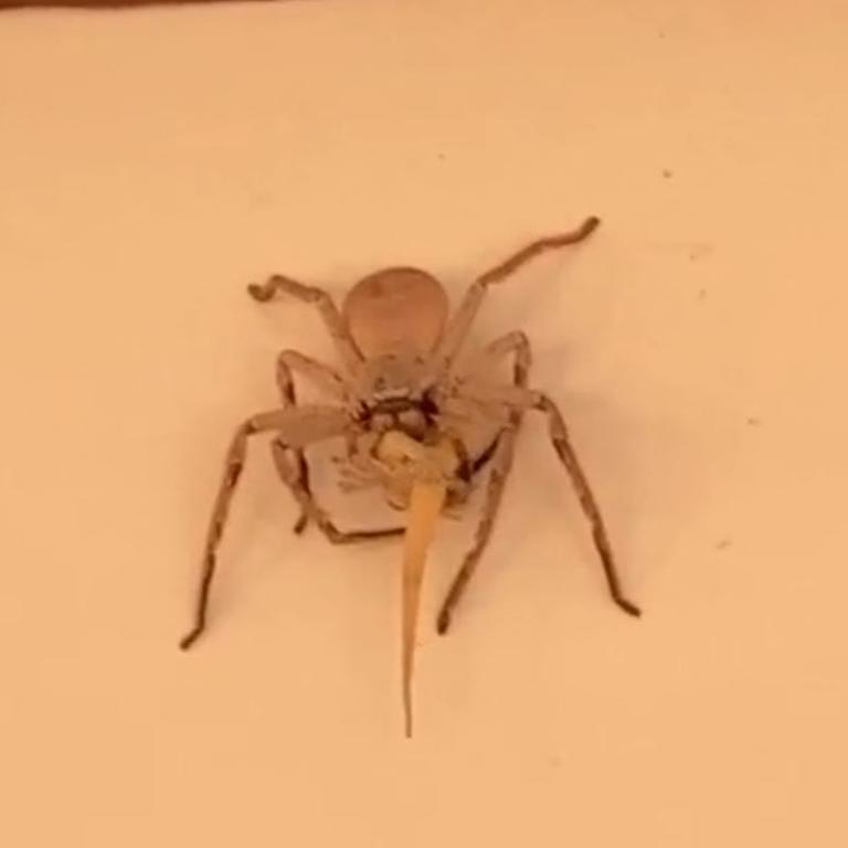 A huge spider devouring a gecko. Picture: TikTok/Riley Watts