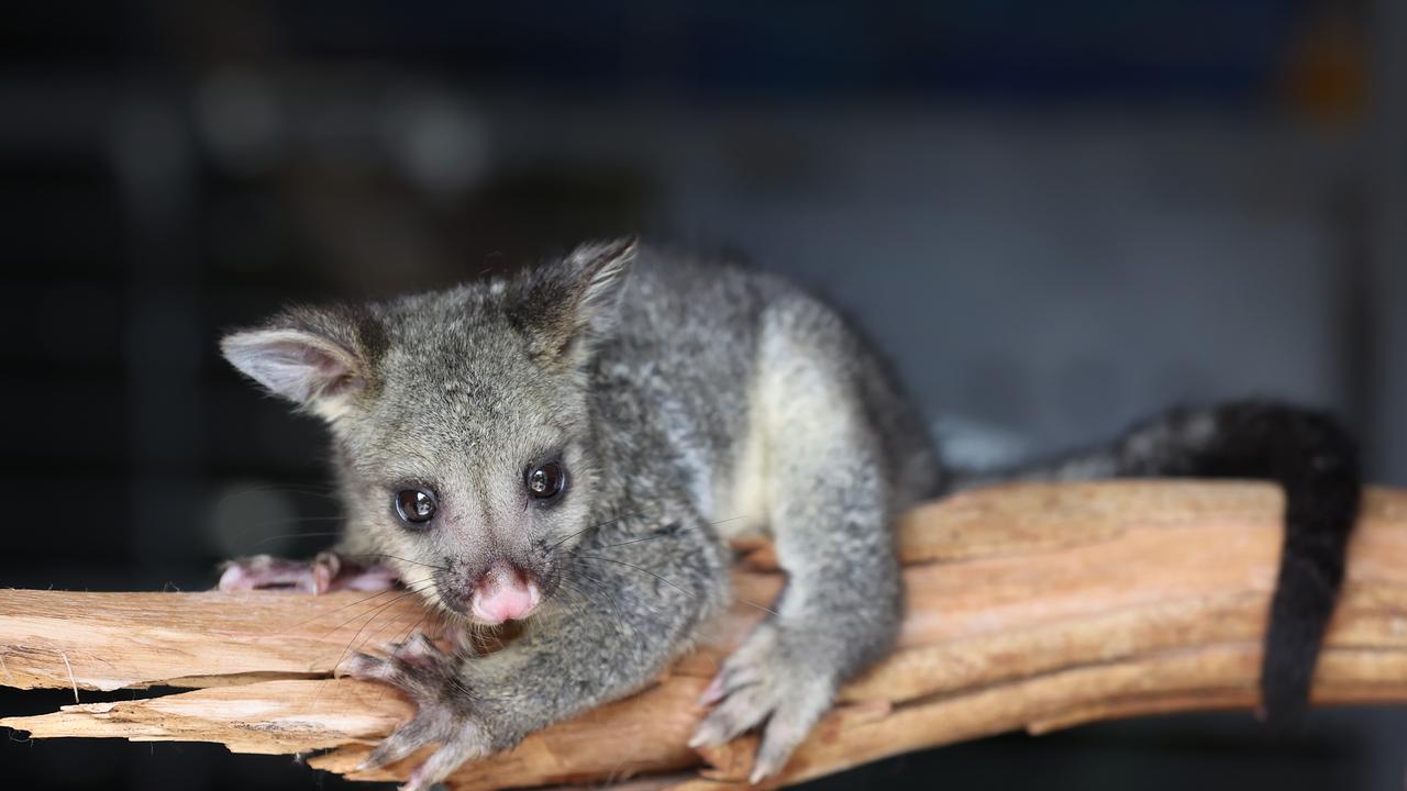 A Tasmanian man has been jailed after pleading guilty to crimes involving the abuse of a brushtail possum. Picture: David Caird