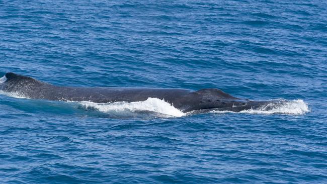 Swim with humpback whales in Ningaloo, Western Australia | escape.com.au