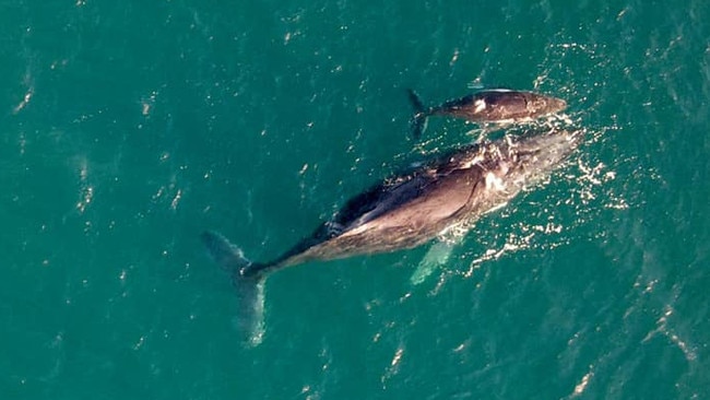 Mackay resident Marina was at Lamberts Beach in 2020 and spotted this morning to spot this mother humpback whale and her calf. Picture: Stefan (Contributed)