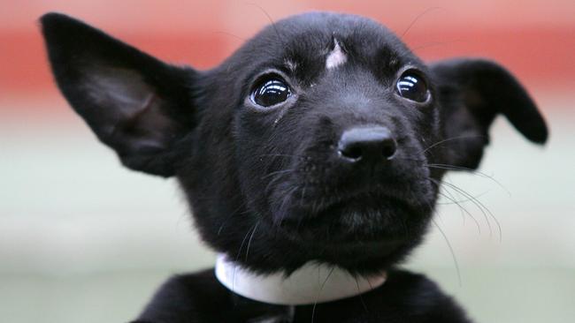 Animal crush videos: Dorma and Vicente Ridon jailed for life for cruel  fetish videos  — Australia's leading news site