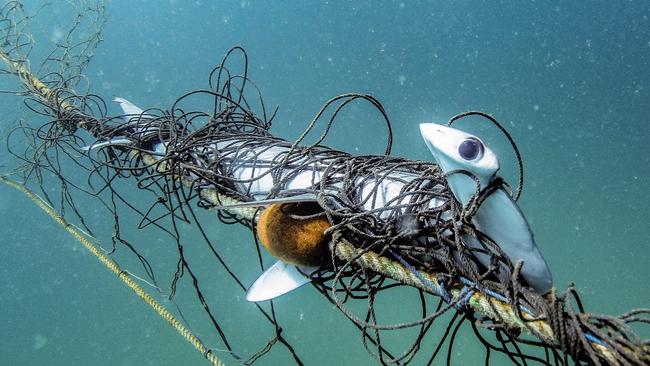 A critically endangered scalloped hammerhead sharks caught in the NSW Government shark nets off Palm Beach. Picture: Supplied