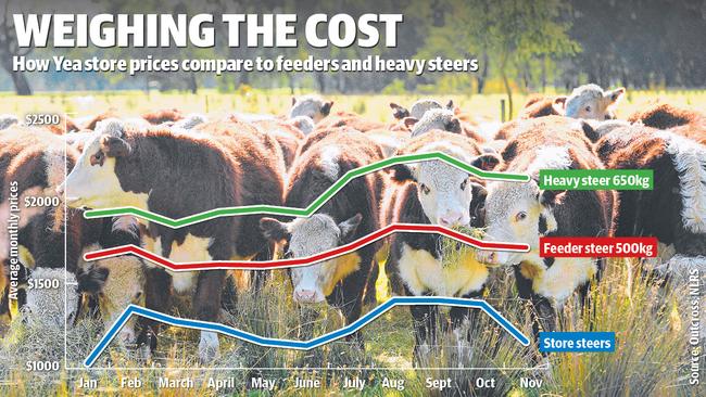 How Yea store prices compare to feeders and heavy steers.