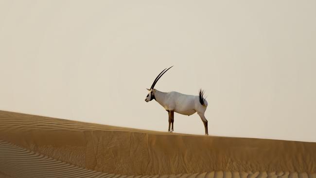 Lauren Bath snapped this amazing photo at the Oryx Dunes near the Al Maha Desert Resort, Dubai, UAE. Picture: @laurenbath