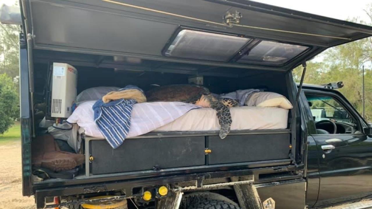 TURTLE-Y AWESOME: WILVOS' Lizzi and her partner Jub, discovered a marine turtle in a very bad way while they went away for a brief holiday. The only way to carry this big beautiful creature was in the back of the ute, on the camp mattress.