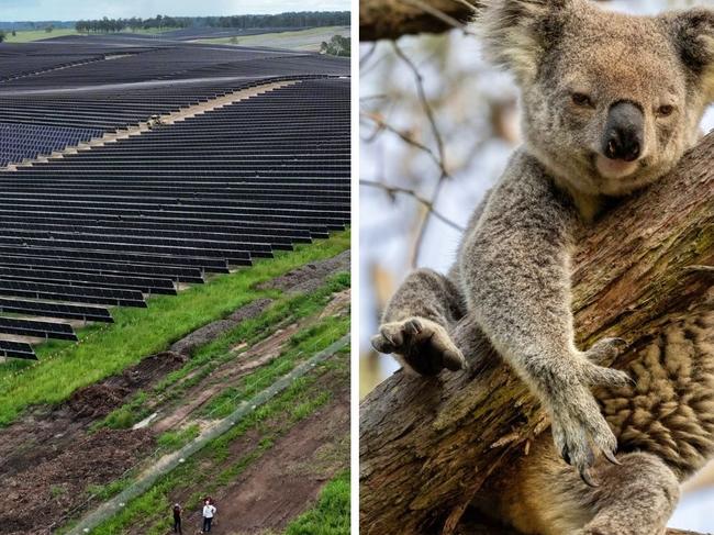 The proposed development of a 720MWp solar farm and battery storage facility between Monto and Eidsvold in the North Burnett has been met with some backlash over a perceived lack of community consultation and its potential impact on wildlife. Protesters tore down a fence constructed around a solar far just to the west of this development earlier in January 2025.