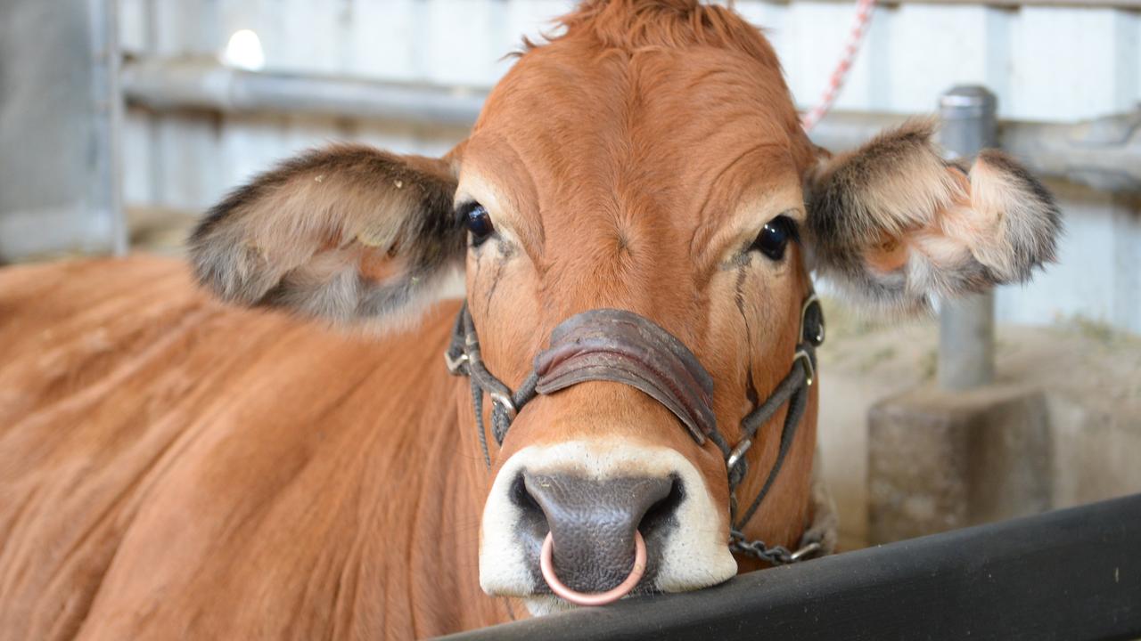 Deputy Prime Minister Barnaby Joyce says farmers would be forced to shoot cattle without an exemption for methane on the net zero deal. Picture: Allan Reinikka