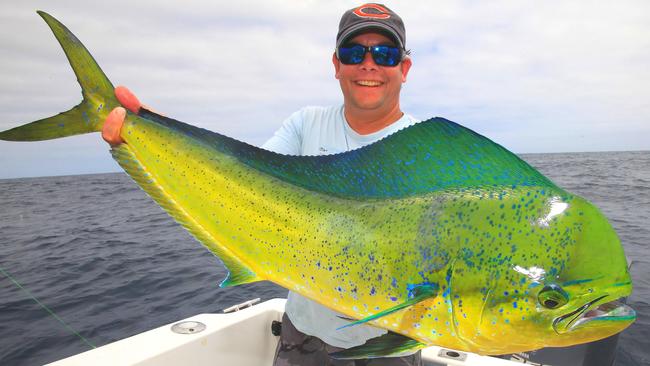 mahi-mahi-grow-so-fast-this-fish-is-less-than-a-year-old-daily-telegraph