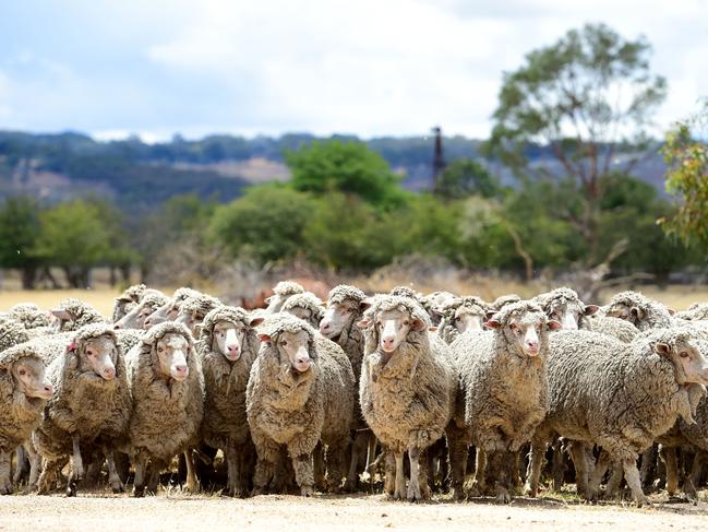 New approach: Country Road and David Jones will stop using wool from mulesed sheep by 2023. Picture: Zoe Phillips