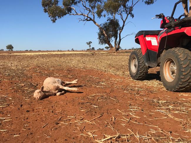 Drought NSW 2018: Farmer says this is the worst he’s seen in 18 years ...